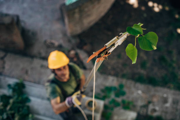 How Our Tree Care Process Works  in Orange City, FL